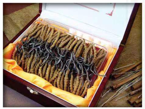 龙门冬虫夏草回收?